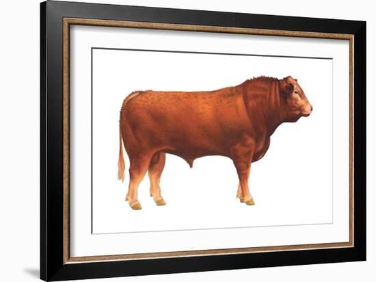 Limousin Bull, Beef Cattle, Mammals-Encyclopaedia Britannica-Framed Art Print