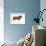 Limousin Bull, Beef Cattle, Mammals-Encyclopaedia Britannica-Framed Art Print displayed on a wall