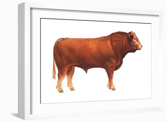 Limousin Bull, Beef Cattle, Mammals-Encyclopaedia Britannica-Framed Art Print