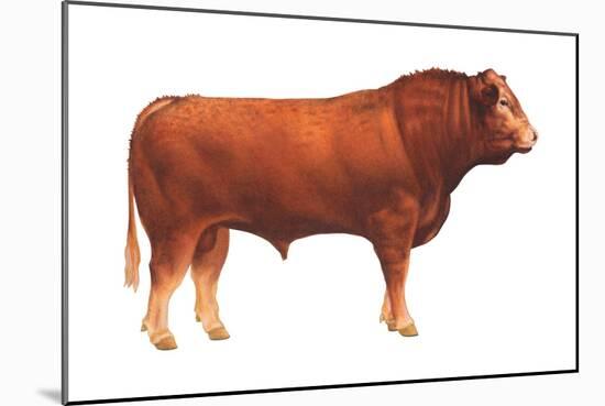 Limousin Bull, Beef Cattle, Mammals-Encyclopaedia Britannica-Mounted Art Print