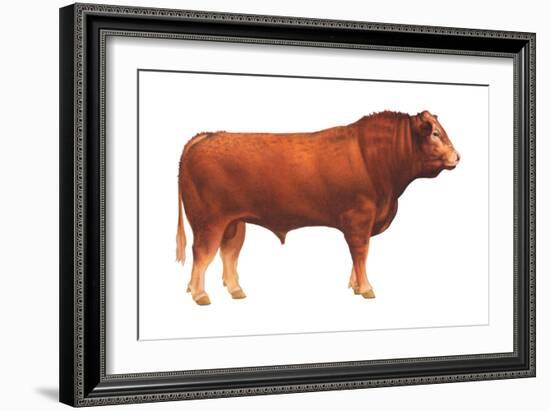 Limousin Bull, Beef Cattle, Mammals-Encyclopaedia Britannica-Framed Art Print