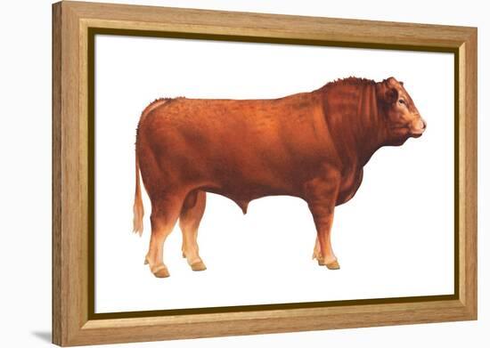 Limousin Bull, Beef Cattle, Mammals-Encyclopaedia Britannica-Framed Stretched Canvas