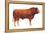 Limousin Bull, Beef Cattle, Mammals-Encyclopaedia Britannica-Framed Stretched Canvas