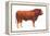 Limousin Bull, Beef Cattle, Mammals-Encyclopaedia Britannica-Framed Stretched Canvas