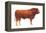 Limousin Bull, Beef Cattle, Mammals-Encyclopaedia Britannica-Framed Stretched Canvas