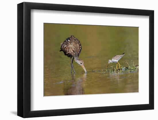 Limpkin and Lesser yellowlegs feeding Myakka River State Park, Florida-Adam Jones-Framed Photographic Print