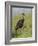 Limpkin, Aramus guarauna, Myakka River State Park, Florida-Maresa Pryor-Framed Photographic Print