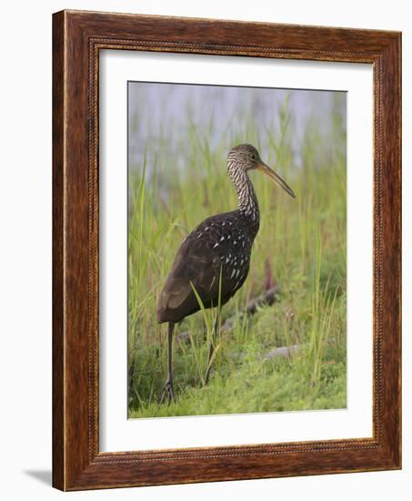 Limpkin, Aramus guarauna, Myakka River State Park, Florida-Maresa Pryor-Framed Photographic Print