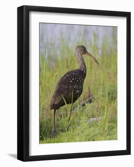 Limpkin, Aramus guarauna, Myakka River State Park, Florida-Maresa Pryor-Framed Photographic Print