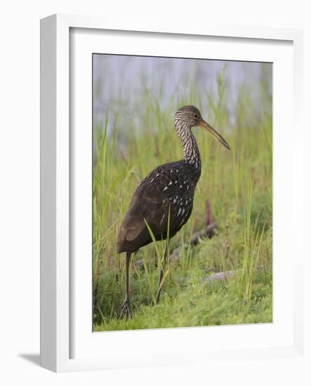 Limpkin, Aramus guarauna, Myakka River State Park, Florida-Maresa Pryor-Framed Photographic Print