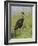 Limpkin, Aramus guarauna, Myakka River State Park, Florida-Maresa Pryor-Framed Photographic Print