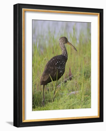 Limpkin, Aramus guarauna, Myakka River State Park, Florida-Maresa Pryor-Framed Photographic Print