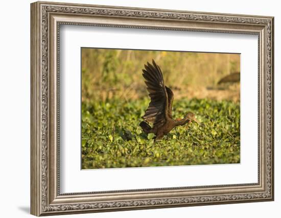 Limpkin-Joe McDonald-Framed Photographic Print