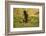 Limpkin-Joe McDonald-Framed Photographic Print