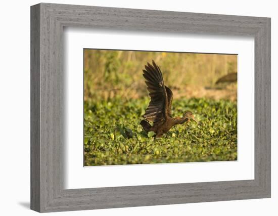 Limpkin-Joe McDonald-Framed Photographic Print