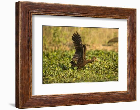 Limpkin-Joe McDonald-Framed Photographic Print