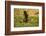 Limpkin-Joe McDonald-Framed Photographic Print