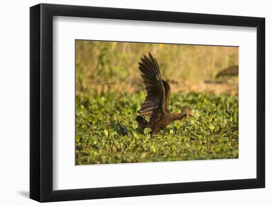 Limpkin-Joe McDonald-Framed Photographic Print