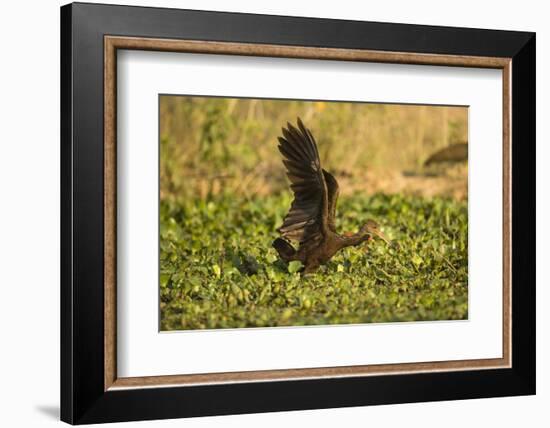 Limpkin-Joe McDonald-Framed Photographic Print