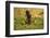 Limpkin-Joe McDonald-Framed Photographic Print