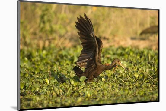 Limpkin-Joe McDonald-Mounted Photographic Print