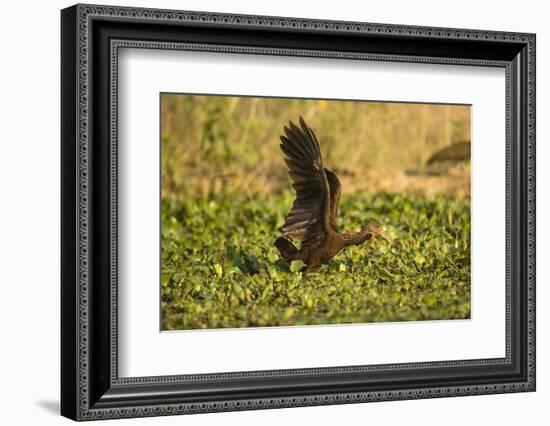 Limpkin-Joe McDonald-Framed Photographic Print