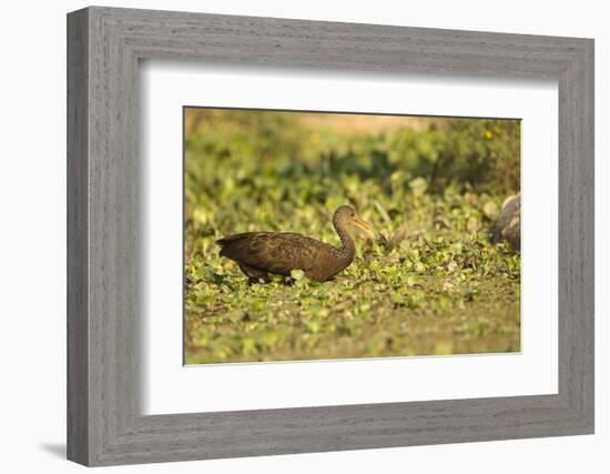 Limpkin-Joe McDonald-Framed Photographic Print