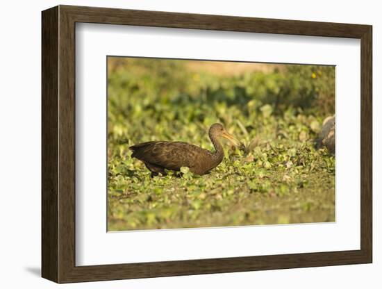 Limpkin-Joe McDonald-Framed Photographic Print