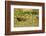 Limpkin-Joe McDonald-Framed Photographic Print