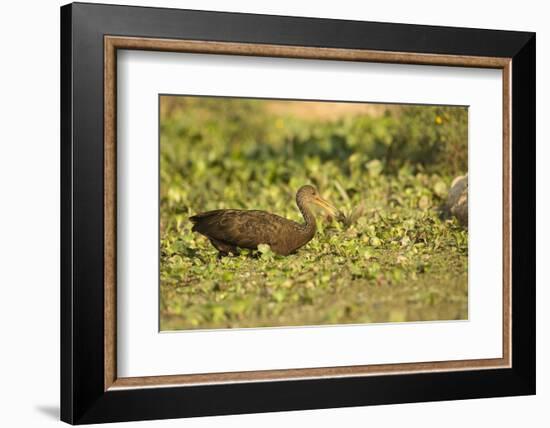 Limpkin-Joe McDonald-Framed Photographic Print