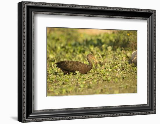 Limpkin-Joe McDonald-Framed Photographic Print