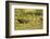 Limpkin-Joe McDonald-Framed Photographic Print