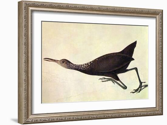 Limpkin-John James Audubon-Framed Art Print