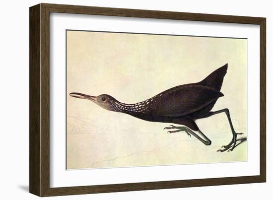 Limpkin-John James Audubon-Framed Art Print