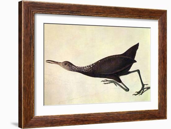 Limpkin-John James Audubon-Framed Art Print