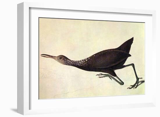 Limpkin-John James Audubon-Framed Art Print