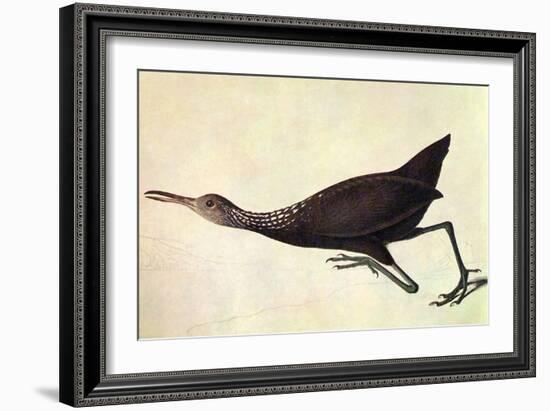 Limpkin-John James Audubon-Framed Art Print