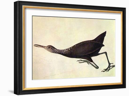 Limpkin-John James Audubon-Framed Art Print