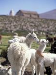 Mother and Baby Alpaca with Catholic Church in the Distance, Village of Mauque, Chile-Lin Alder-Photographic Print