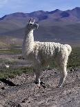 Cowboy in Irrigated Pasture, Chubut Province, Cholila Valley, Argentina-Lin Alder-Photographic Print