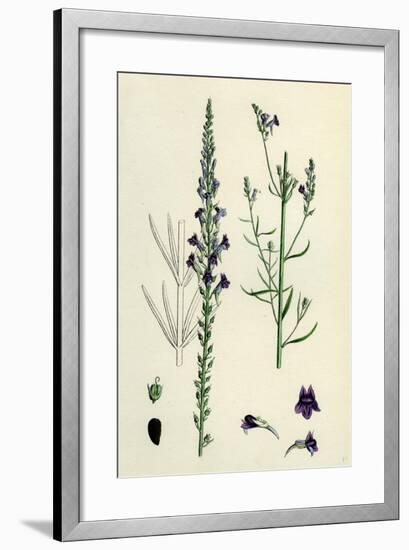 Linaria Purpurea; Purple Toadflax-null-Framed Giclee Print