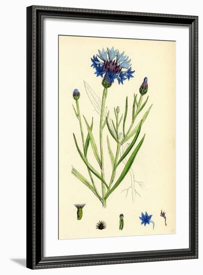 Linaria Purpurea Purple Toadflax-null-Framed Giclee Print