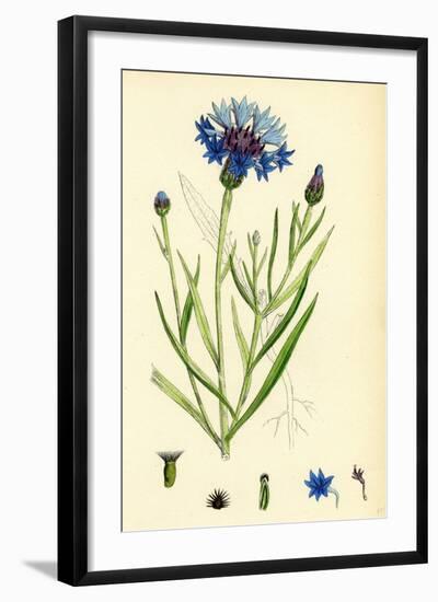 Linaria Purpurea Purple Toadflax-null-Framed Giclee Print