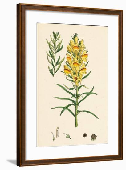 Linaria Vulgaris Var. Genuina Yellow Toadflax Var. A-null-Framed Giclee Print