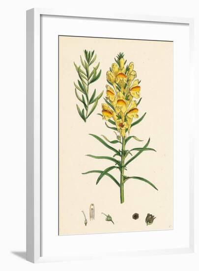 Linaria Vulgaris Var. Genuina Yellow Toadflax Var. A-null-Framed Giclee Print