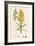 Linaria Vulgaris Var. Genuina Yellow Toadflax Var. A-null-Framed Giclee Print