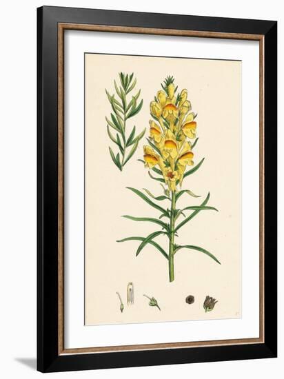 Linaria Vulgaris Var. Genuina Yellow Toadflax Var. A-null-Framed Giclee Print