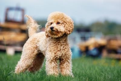 Purebred Curly Poodle Dog Standing on the Green Grass in the Yard. Photo of a Cute Puppy from Belo Photographic Print Linas T Art