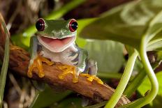 Red-Eyed Tree Frog Smile-Linas T-Photographic Print