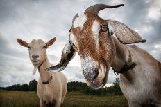 Two Goats Look at the Camera-Linas T-Photographic Print